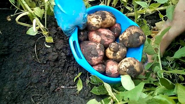 Дом в деревне . Накопали молодой картошки!!.Жизнь в пределах деревни смотреть онлайн