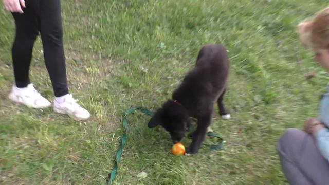 ОБУЧЕНИЕ ЩЕНКА. ДРЕССИРОВКА  СОБАКИ С НУЛЯ. Урок 6