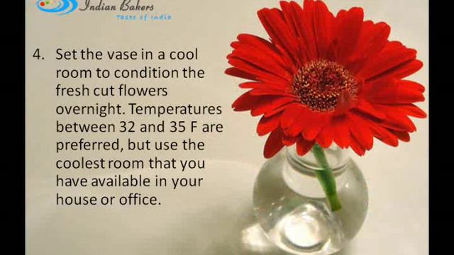 How to take care of Gerbera Flowers when you buy them online? - indianbakers.com смотреть онлайн