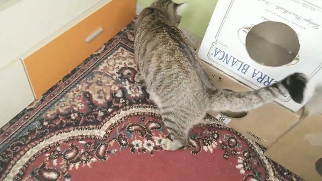 Кот и воробей живут в одной квартире смотреть онлайн