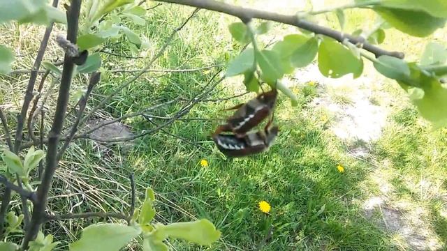Хрущи спариваются смотреть онлайн