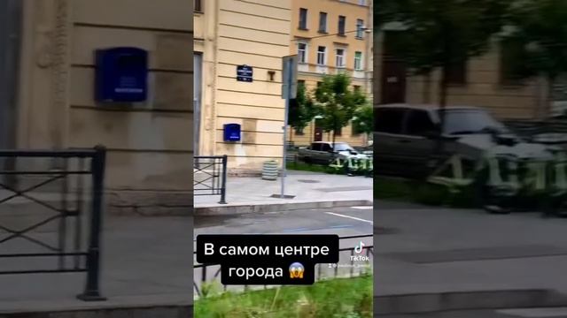 Жирная свинья гуляет по Питеру! ? #новости #санктпетербург #животные смотреть онлайн