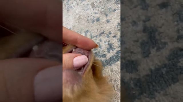 У Мишельки выпадают молочные зубы смотреть онлайн