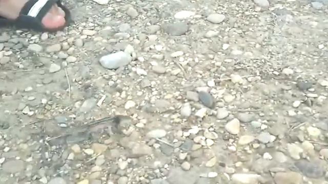 домашний питомец, ручной дракон(прикол) смотреть онлайн