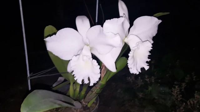 Cattleya Snow White