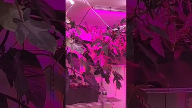 indoor jungle philodendrons смотреть онлайн