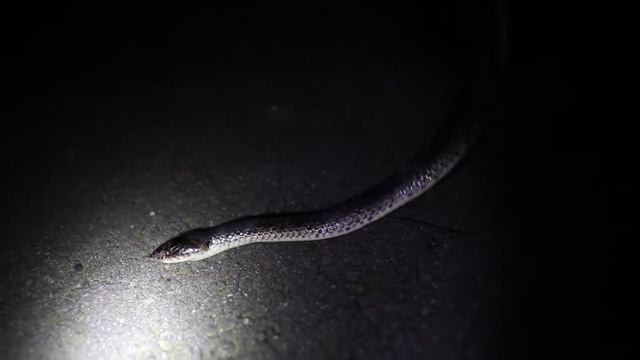 Red-banded Snake, 紅斑蛇 , DINODON RUFOZONATUM, Northern Taiwan (貓空) смотреть онлайн
