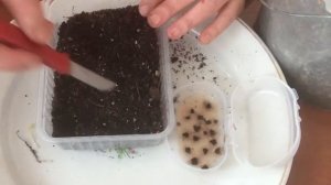 300. Сажаю семена Жакаранды.