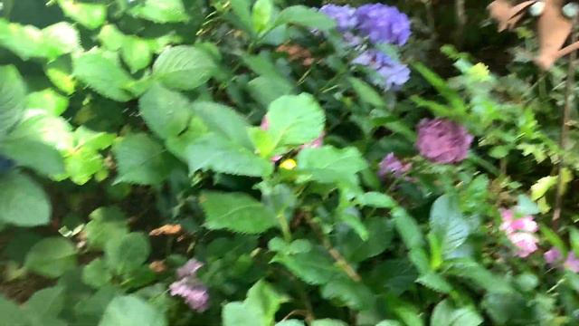 How to use Hydrangeas to enhance the hardscape смотреть онлайн
