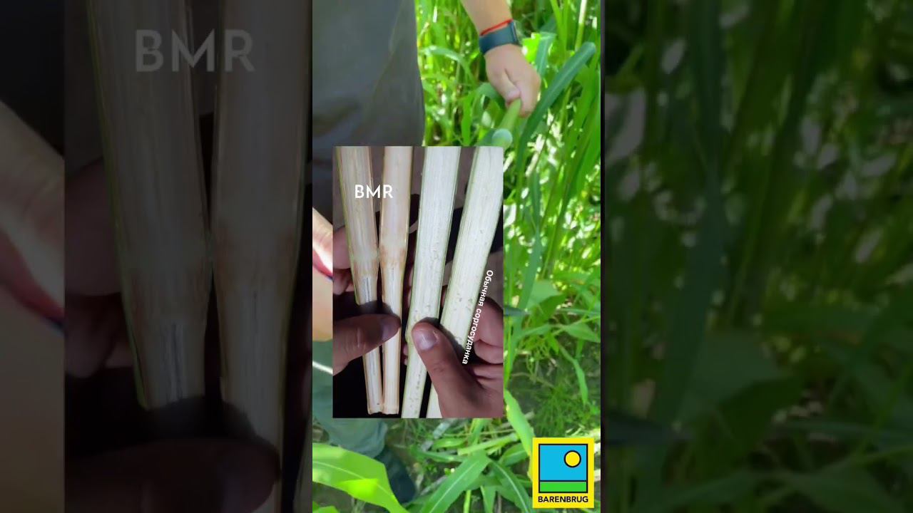 Анализ обычной соргосуданки смотреть онлайн