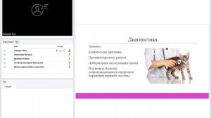 Тиаминовая недостаточность у кошек. Симптомы. Этиология. Диагностика. Лечение.