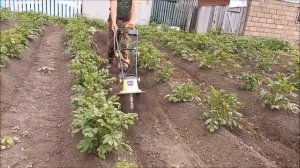 Прополка  и  культивация междурядий картофеля  Электрическим  культиватором YT5601?