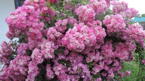 Роза Вартбург.