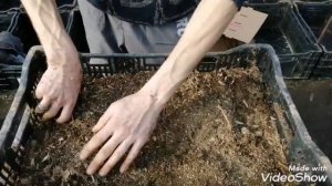 Супер способ посадки лилий!!!