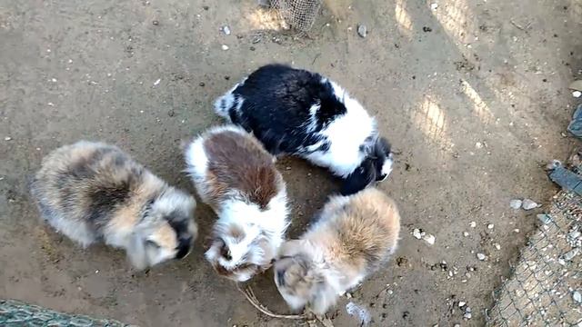 Маленький зоопарк джип тур Турция(16) смотреть онлайн