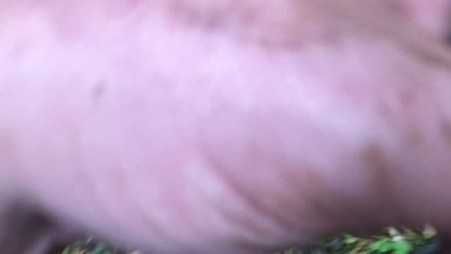 Белые Грибы есть! Лен. область смотреть онлайн