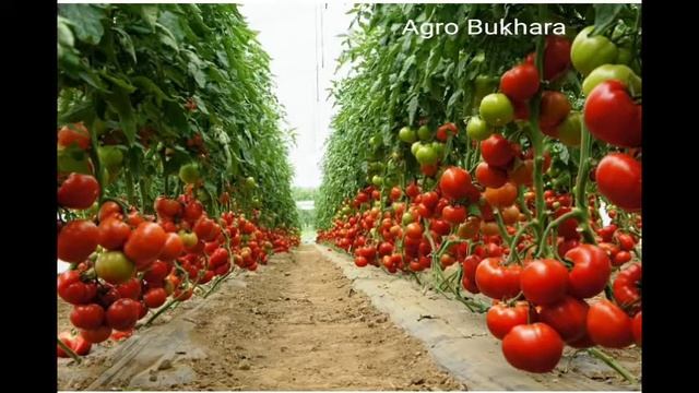 Runner F1. Fito. Tomat. Pomodor. Томать. Помидор. Новый сорт. смотреть онлайн