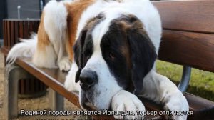 Собака для ленивых хозяев: самые неприхотливые породы