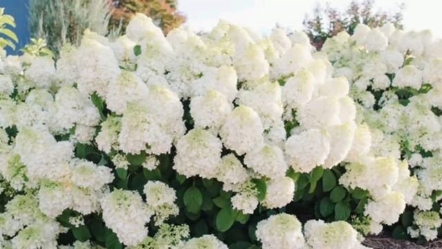 Новинка Гортензия Little Hottie. смотреть онлайн