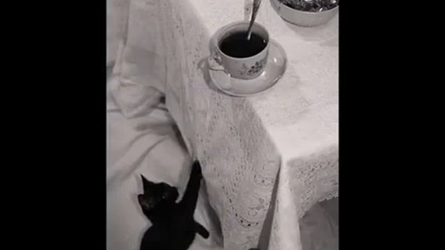 Чёрная кошка смотреть онлайн