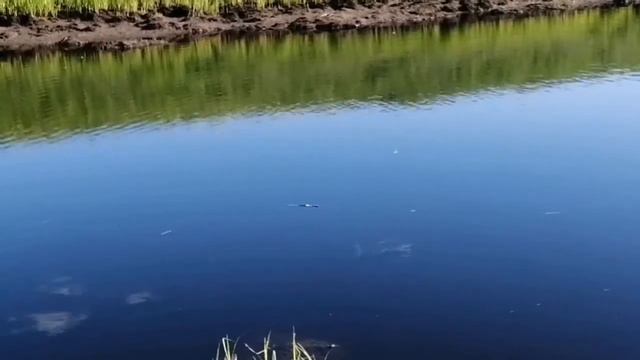 Рыбалка с ночёвкой на бешеных речных карасей. Отличный клёв! смотреть онлайн