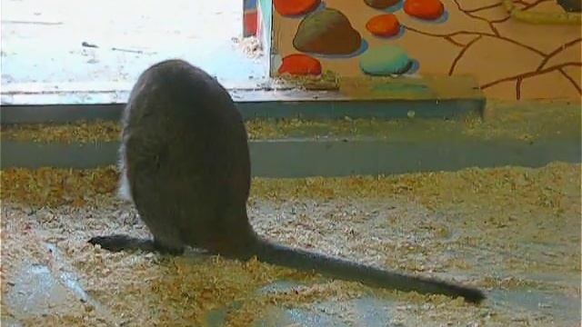 Футаж Кенгуру. Прикольный Кенгуру Умывается. Футажи для видеомонтажа. Прикольные Футажи. Видеофутаж смотреть онлайн