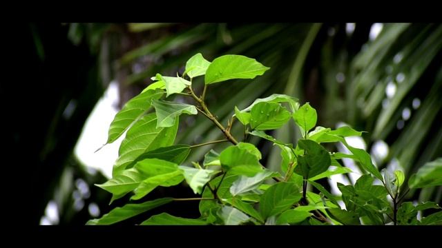 Nikon D5600 Cinematic Video (70-300mm)| Nikon D5600 still the best ?? | NATURE : A FLIM BY RAKTIM | смотреть онлайн