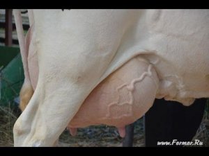 Выставка КРС Звёзды Подмосковья Улица