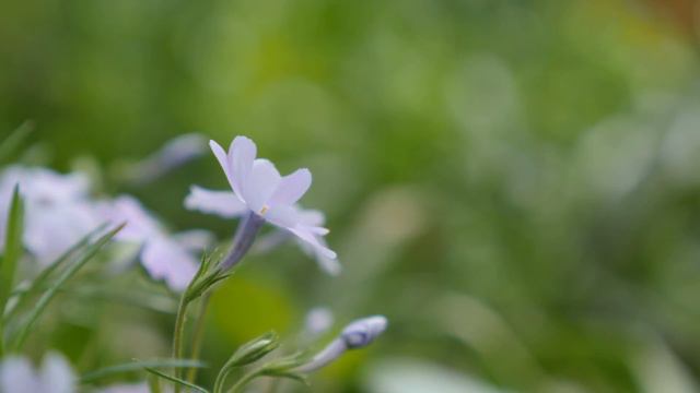 creeping phlox flowers in the garden смотреть онлайн