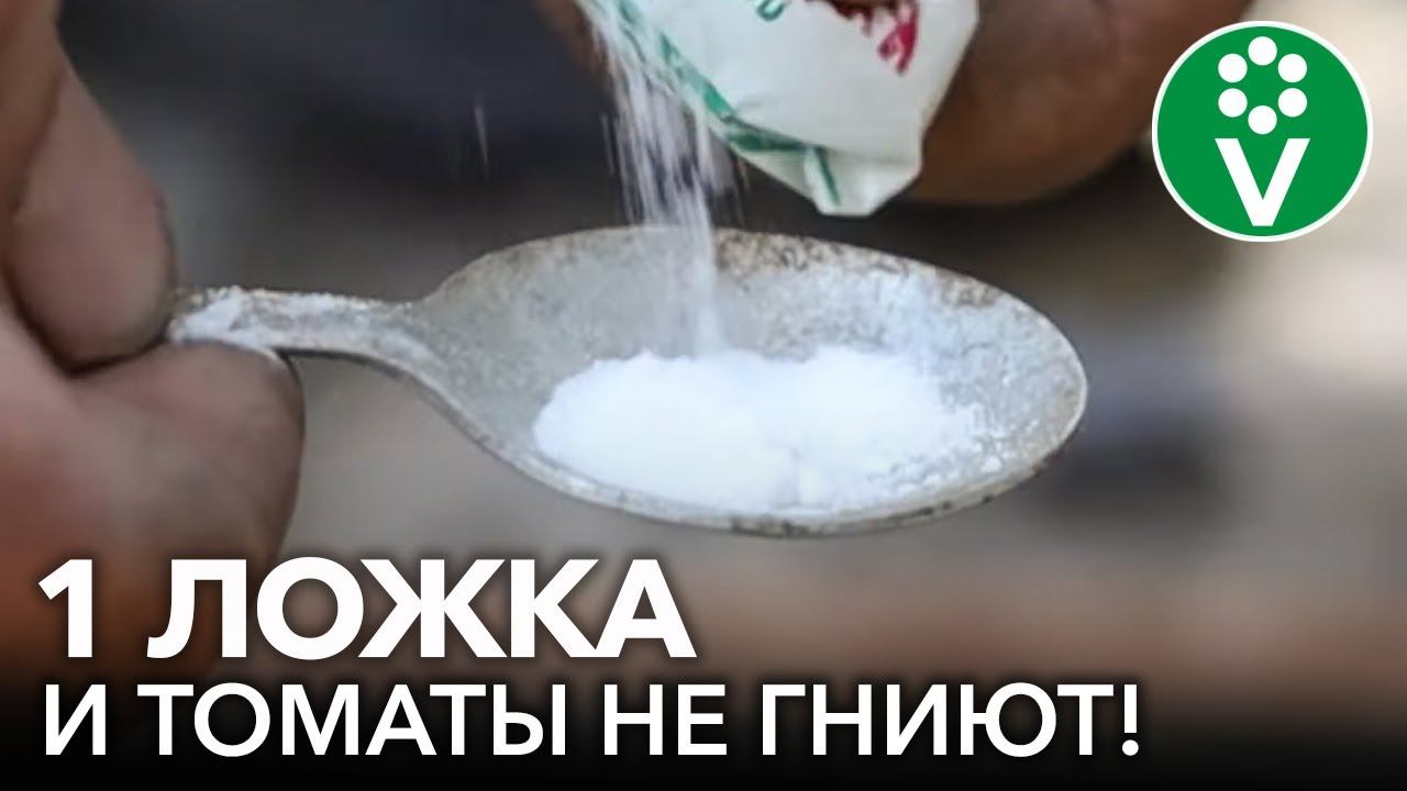 ПОСЛЕ ЭТОГО ВЕРШИННОЙ ГНИЛИ НА ТОМАТАХ НЕ БУДЕТ! Чем подкормить томаты, чтобы они не гнили? смотреть онлайн