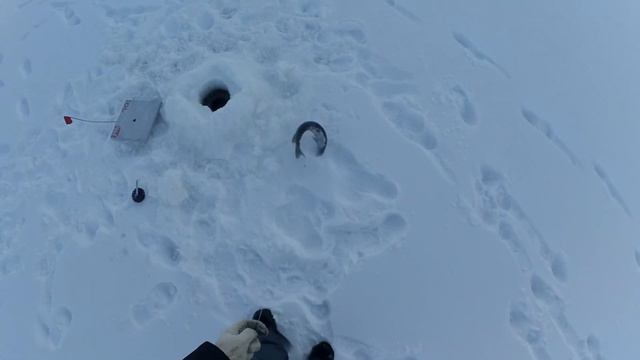 Ловим налима на стук и поставушки на Бурейском водохранилище (БВХ) в новом 2021 году!! смотреть онлайн