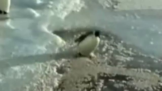 Эти забавные животные животные... смотреть онлайн