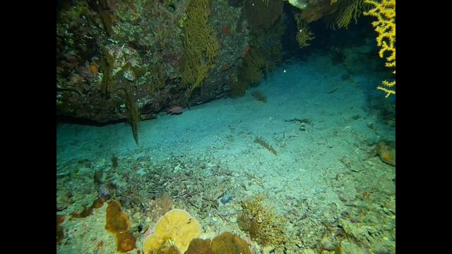 Дайвинг в Красном море. Рифовая акула смотреть онлайн