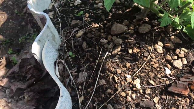 Дача влог 6. Обзор моего огорода.Кто-то накидал в огород пуговиц! смотреть онлайн