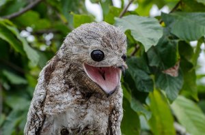 Послушаем мудрый треск козодоя обыкновенного