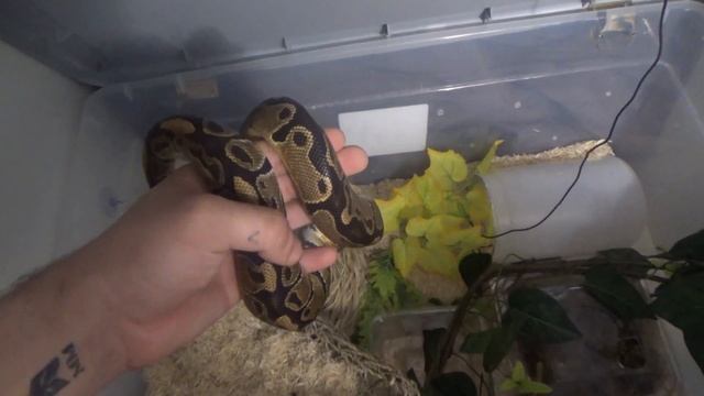 Ball Python Setup смотреть онлайн