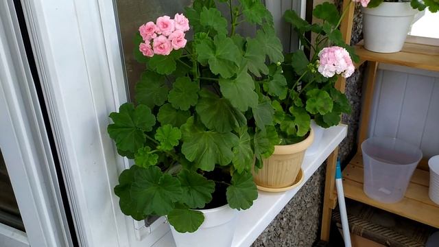 Первое цветение пеларгонии Grainger's Antique Rose смотреть онлайн