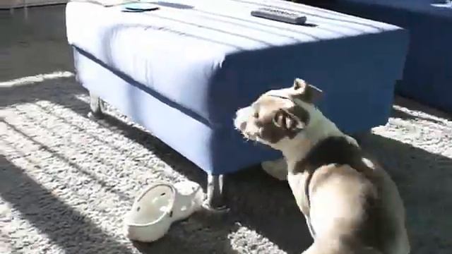 chihuahua dolt stafford смотреть онлайн