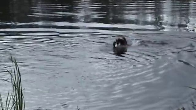Hundeschule Barbara Schäfer смотреть онлайн