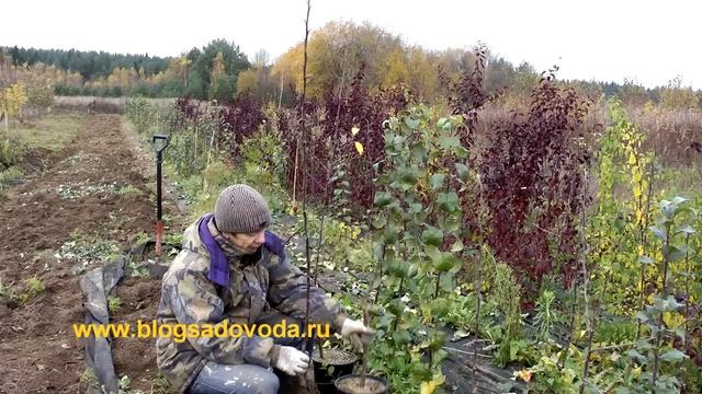 Питомник плодовых деревьев с нуля смотреть онлайн