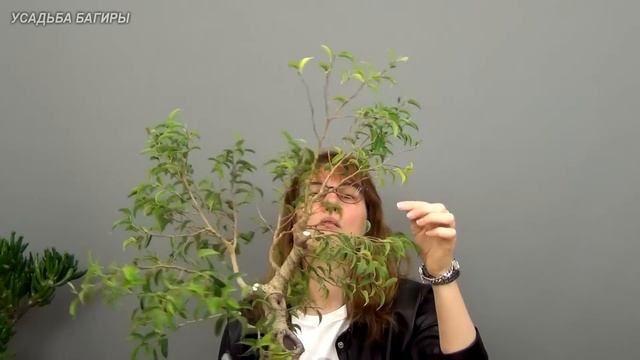 Бонсай из взрослого фикуса Бенджамина (ч.3). смотреть онлайн