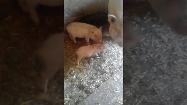 Свиньи(черные)очень интересное,и полезное видео. смотреть онлайн