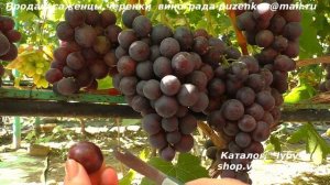 Виноград ФАРАОН- огромные величественные грозди как пирамиды Египта! Хороший вкус, устойчивость!