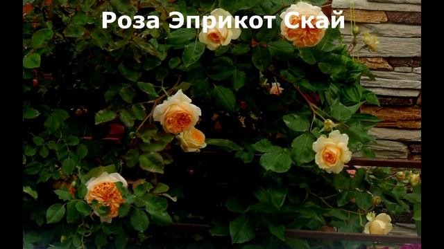 Заказ на весну 2022 года - 170 роз!!! Оторвалась от души! Жду весны... смотреть онлайн