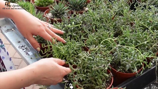 BIG BOX 🌱 Plant Shopping | Succulents and Rare Plants! | Home Depot & Buchanan's Nursery Houston TX смотреть онлайн