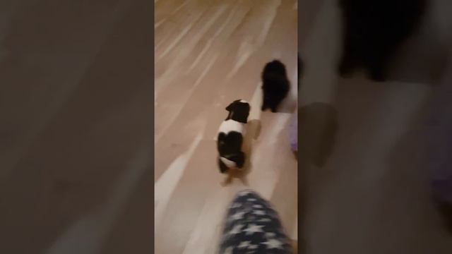 Щенок бигля Vs щенок шпица смотреть онлайн