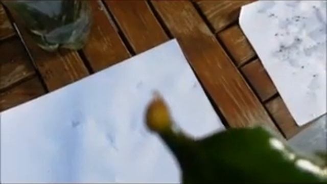 zz plant - Zamia zamioculcas easy leaf propagation смотреть онлайн