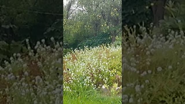 Цветы и травы на даче осенью смотреть онлайн