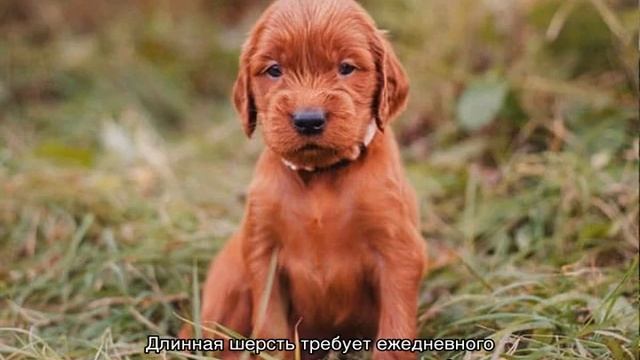 Ирландский сеттер (красный): характеристика породы смотреть онлайн