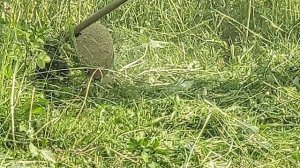 Бензиновый триммер STIHL FS 55 в работе